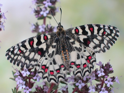Mariposa arlequín (Zerynthia rumina)