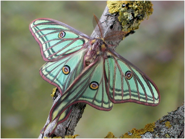 Mariposa isabelina (Actias isabelae)