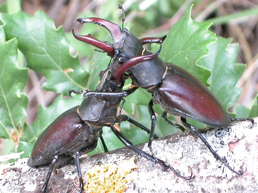 ciervo volador (Lucanus cervus)